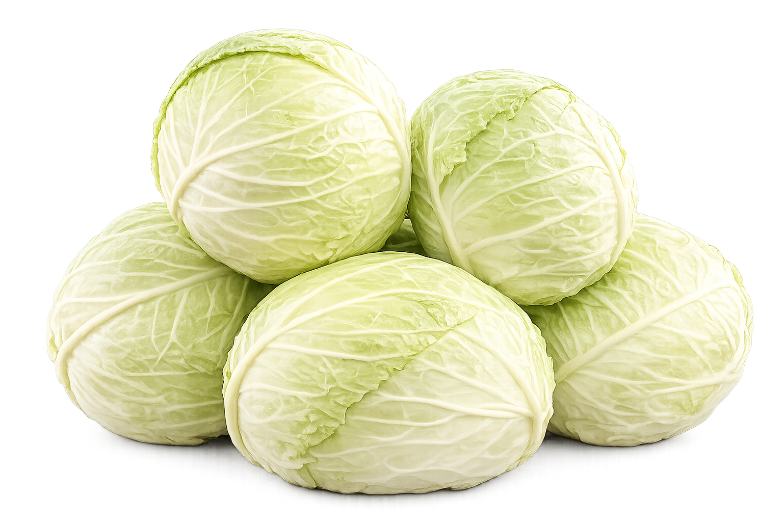 Fresh White Cabbage | Crisp Hard White Cabbage Bulk & Retail