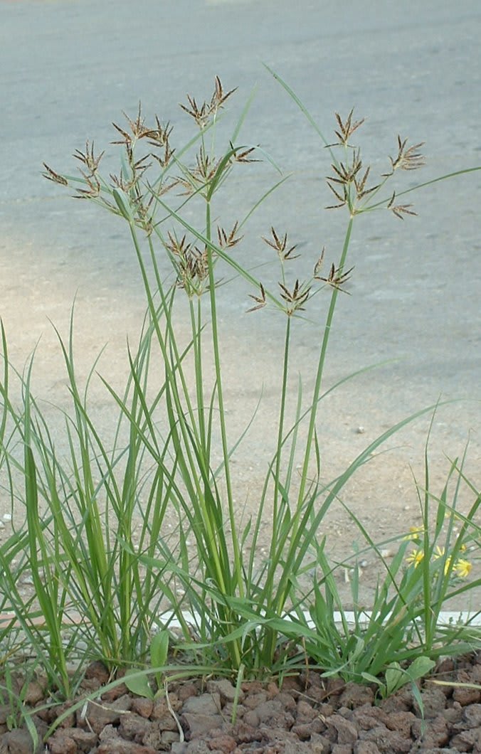 Parijata - Mustaka Powder