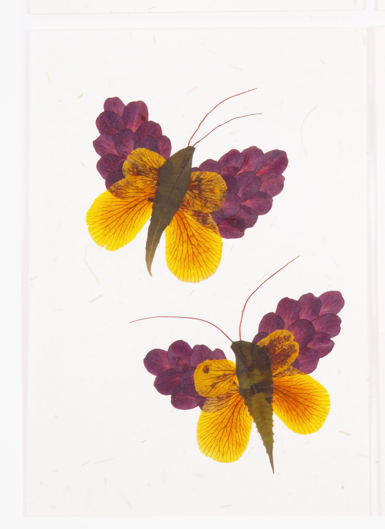 Shradhanjali — Double Butterflies