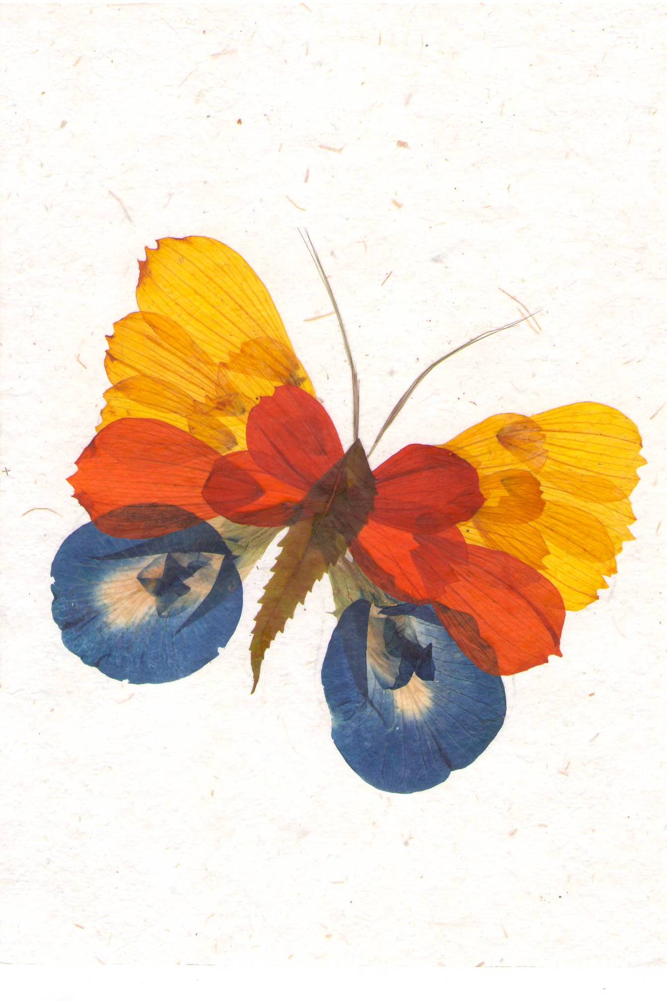 Shradhanjali — Rainbow Butterfly