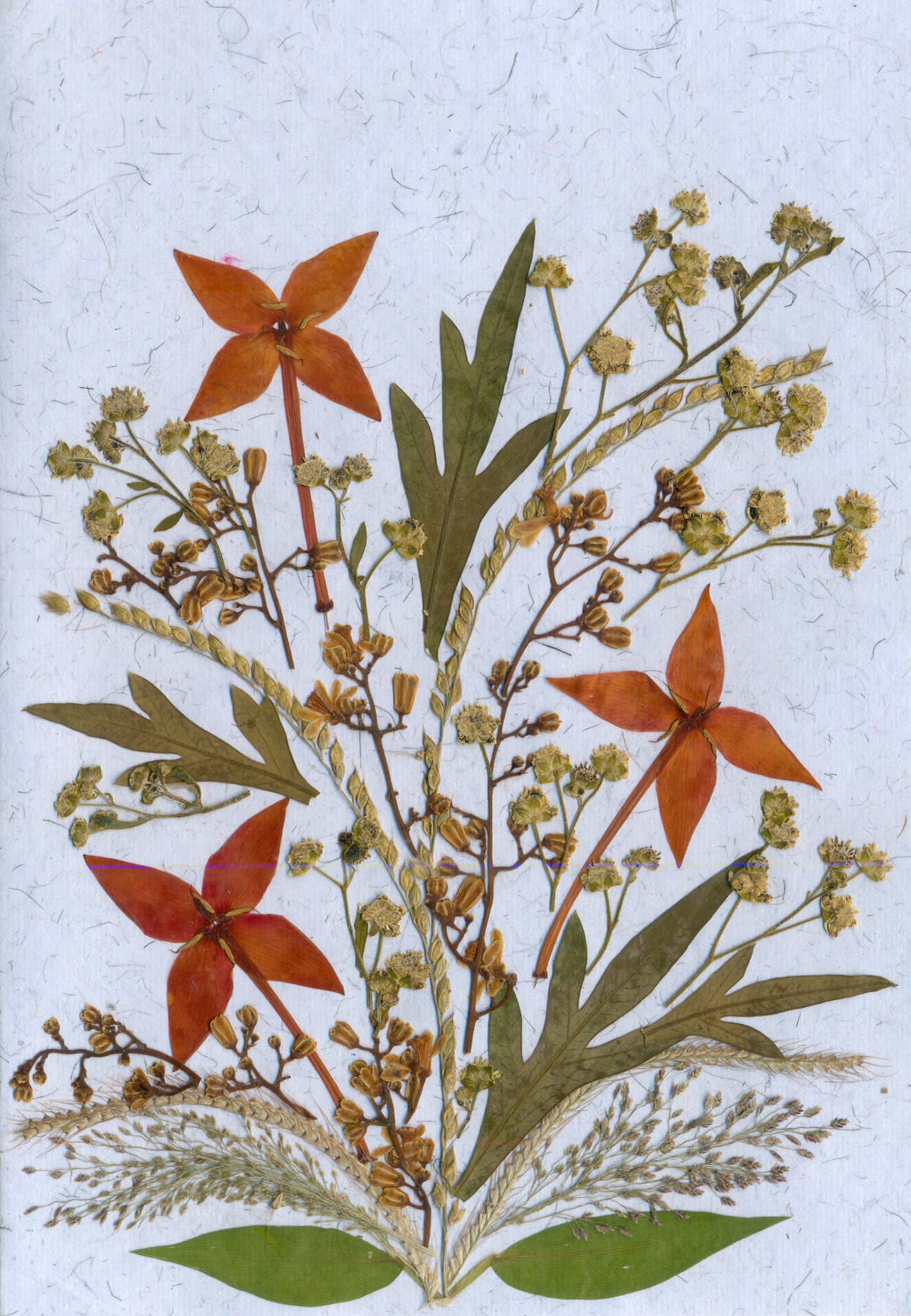 Shradhanjali — Ixora Flora Card