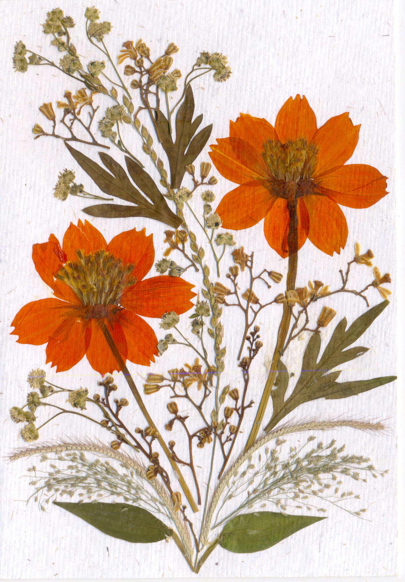 Shradhanjali — Cosmos Floral Card