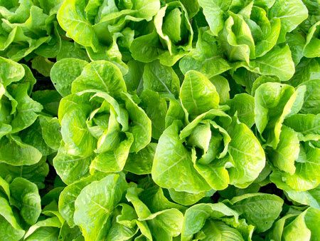 lettuce each