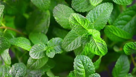 mint bunch