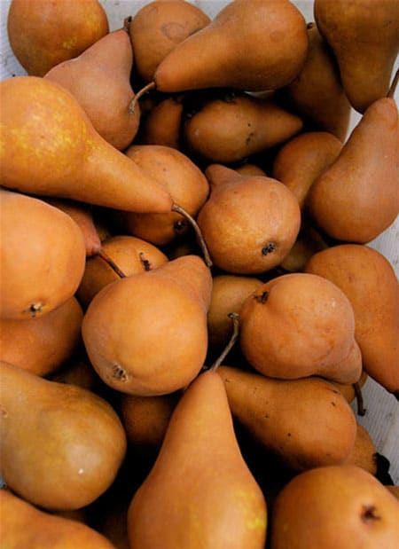 bosc pear 1kg