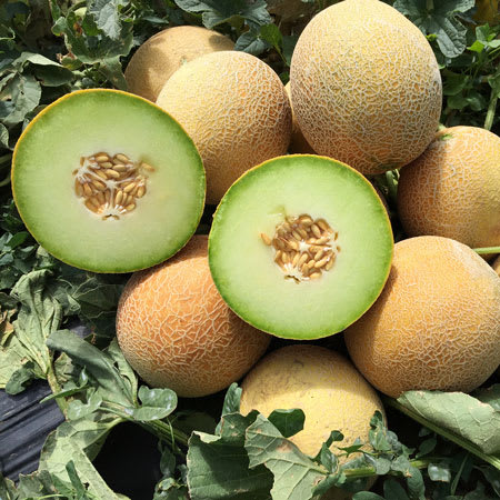 galia melon each