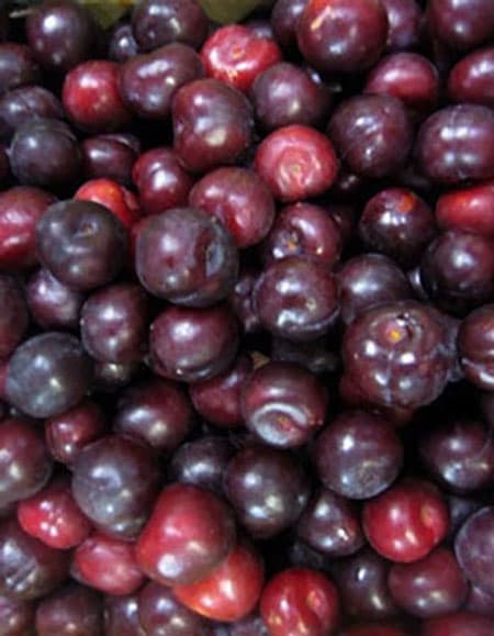 black plum 1kg