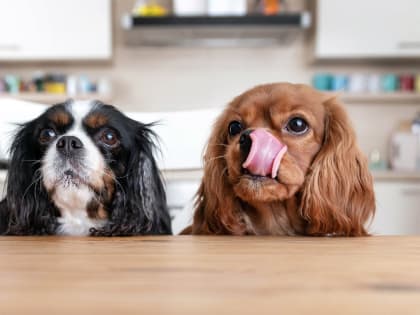 Кинологи рассказали, что делать, если собаку укусило насекомое