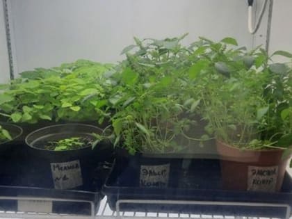 Экологический проект студентов ГГТУ из Орехово-Зуевского округа получит премию