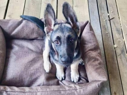 Ветеринары в Клину спасли щенка от парвовирусного энтерита