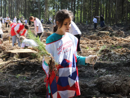 В Рузском округе высадили более 4300 саженцев деревьев