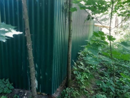 Проект по восстановлению лесов в Звенигороде