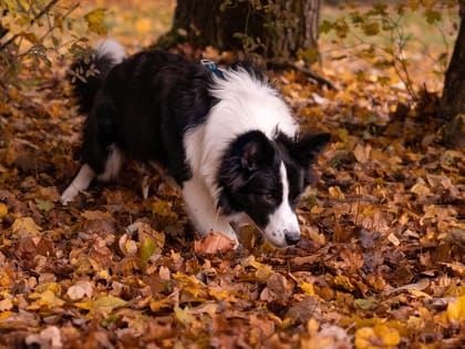 Опасность в Дзержинском: найдено отравленное мясо в лесу