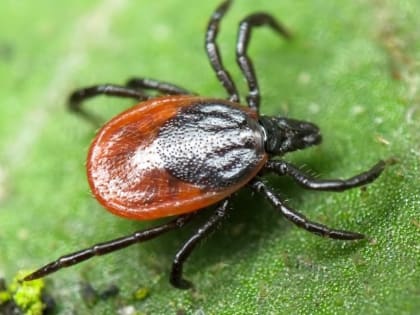 Сколько всего заразных клещей в Подмосковье?