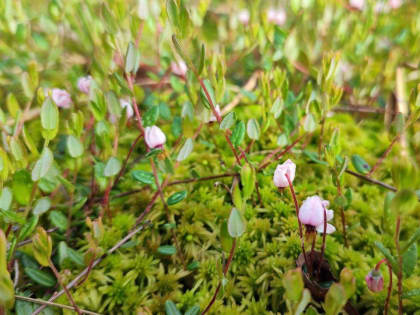 Юные лесничие Орехово-Зуевского округа устроили «охоту» на хищника