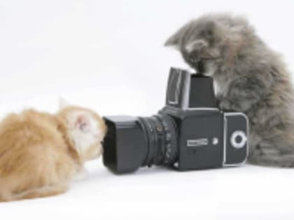 Лобненцев приглашают принять участие в конкурсе «Кошачий вернисаж»