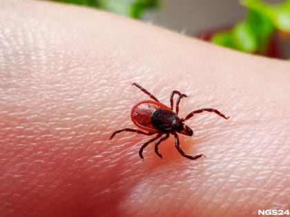 О проблеме заболеваемости инфекциями, передаваемыми через укусы клещей