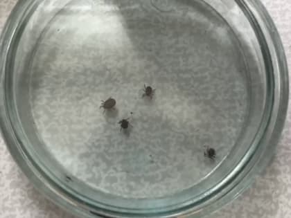 К подмосковным ветеринарам обратились 2 тыс хозяев укушенных клещами питомцев