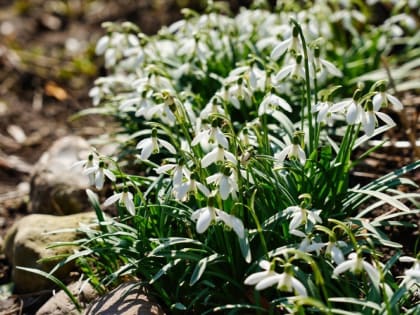 Аномальный двор в Сергиевом Посаде утопает в море из подснежников