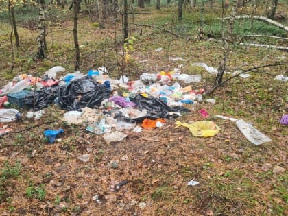 Лес Орехово-Зуевского округа очищен от мусора