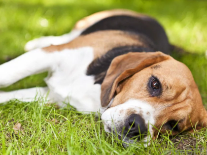 Весна, клещи! Что нужно знать владельцам собак