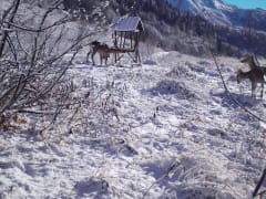 На «Роза Хутор» поддерживают оленей и косуль в зимний период