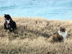 Шувалов: Умеренно тёплая погода с дождями на Кубани сменится резким похолоданием