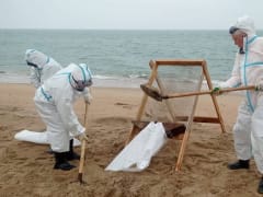 На Кубани собрали 151,4 тысячи тонн загрязненных мазутом песка, грунта и гальки