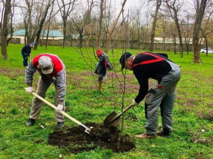 ​На улицах Краснодара высадят около 700 кустарников гибискуса и бирючины