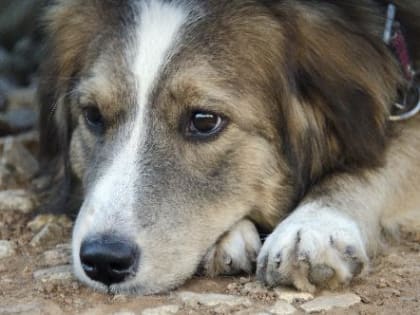 16 октября в станице Нововеличковской будет организован отлов бездомных собак