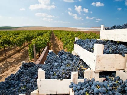 Более 23 миллионов декалитров винодельческой продукции выпустили в Краснодарском крае