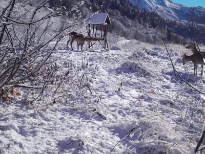 На «Роза Хутор» поддерживают оленей и косуль в зимний период