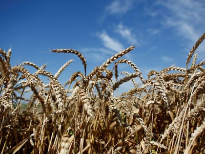 На Кубани в 2022 году экспорт муки вырос в два раза