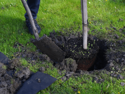 1000 декоративных деревьев высадят осенью на улицах Краснодара