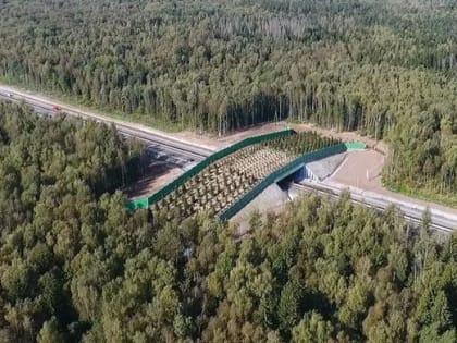 В России разработали правила строительства дорожных переходов для животных