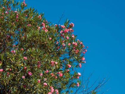 Какой будет погода на неделе  в Краснодарском крае