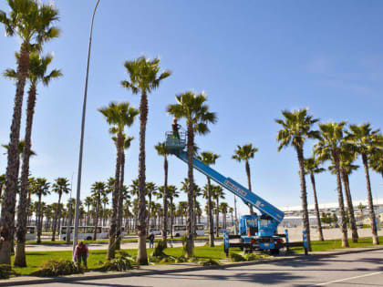 В Сочи обсудили проблемы сохранения зеленых насаждений