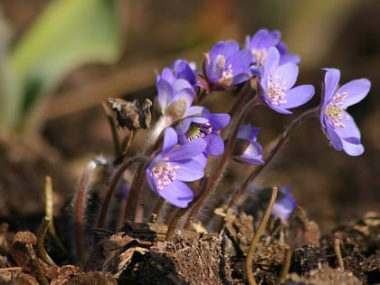 Сохраним первоцветы