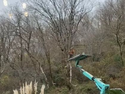 Эдуард Обухович оказал помощь в спиле аварийного дерева