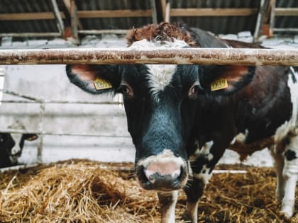 В России впервые принесла потомство клонированная корова