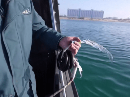 На побережье Кубани собрано свыше 71 тысячи тонн загрязненного грунта