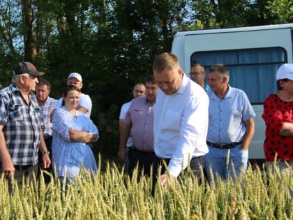 Сегодня в Щербиновском районе прошел смотр культуры земледелия