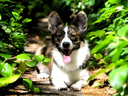 В Краснодарском крае зверски убили нескольких бродячих собак