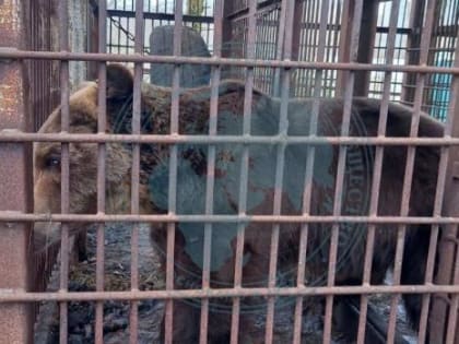 Два верблюда и олень сбежали из брошенного сафари-парка в Сочи