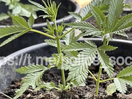 В Сочи обнаружили нарко-огород