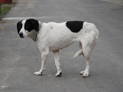В краснодарском поселке расстреляли бездомных собак