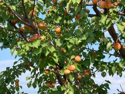 Уход жары отменяется: прогноз погоды на начало недели в Краснодарском крае