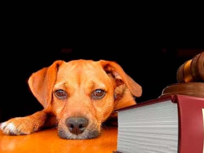 Об ответственности за несоблюдение требований к содержанию животных