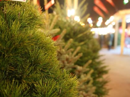 Организована специализированная розничная сезонная ярмарка по продаже хвойных деревьев