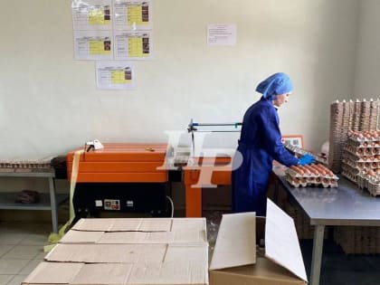 Кубанский поставщик яиц увеличил выработку продукции на 20%